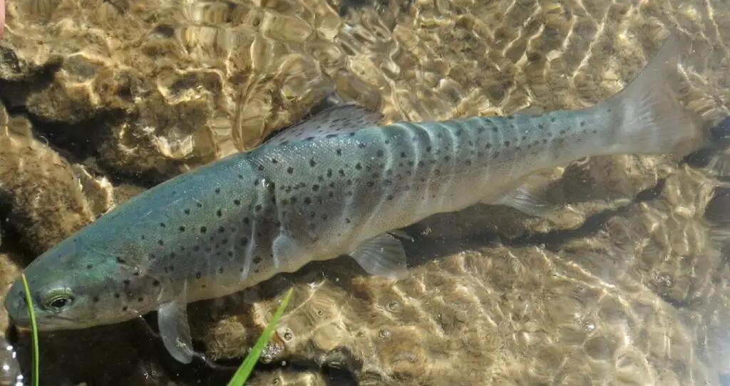 Truite des lacs de montagne des Hautes-Alpes