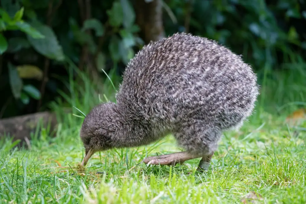 Le kiwi, l'oiseau le plus emblématique de Nouvelle Zélande