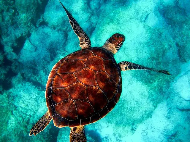 plongée avec les tortues d'Akumal au Mexique