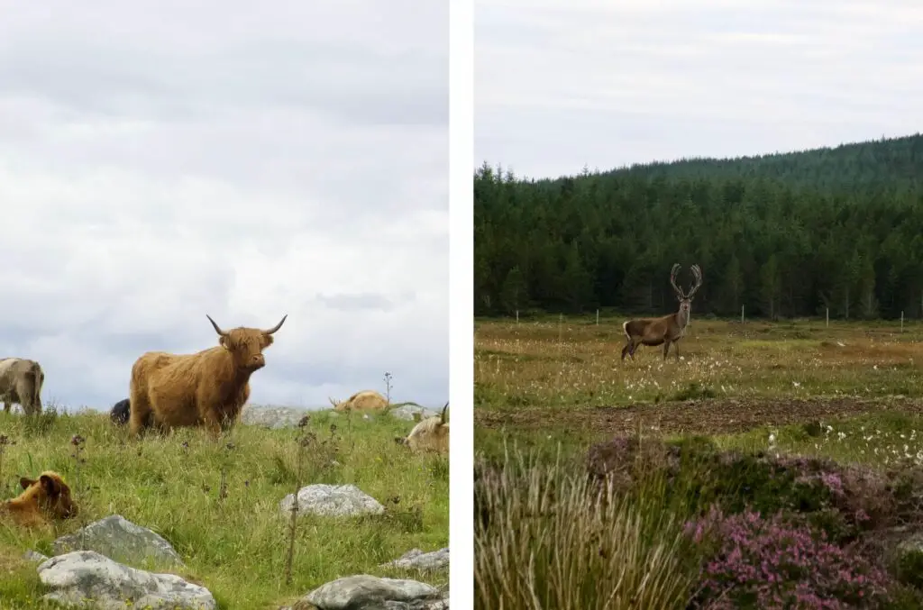 Cerf et vache des highlands sur l'île de North Uist 