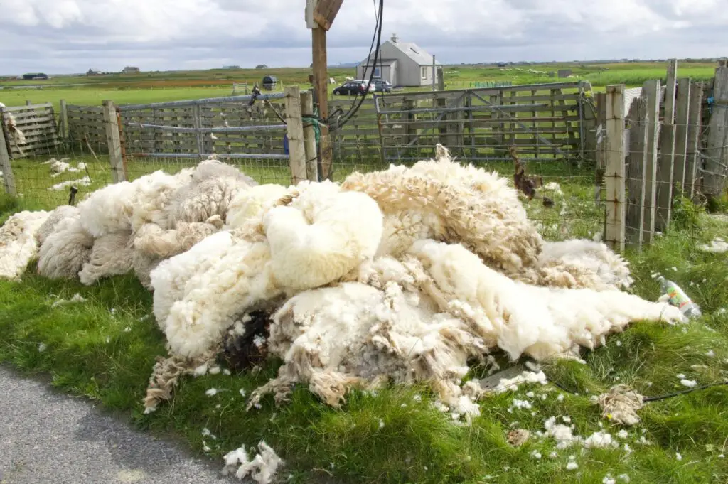 Tonte de moutons en Ecosse