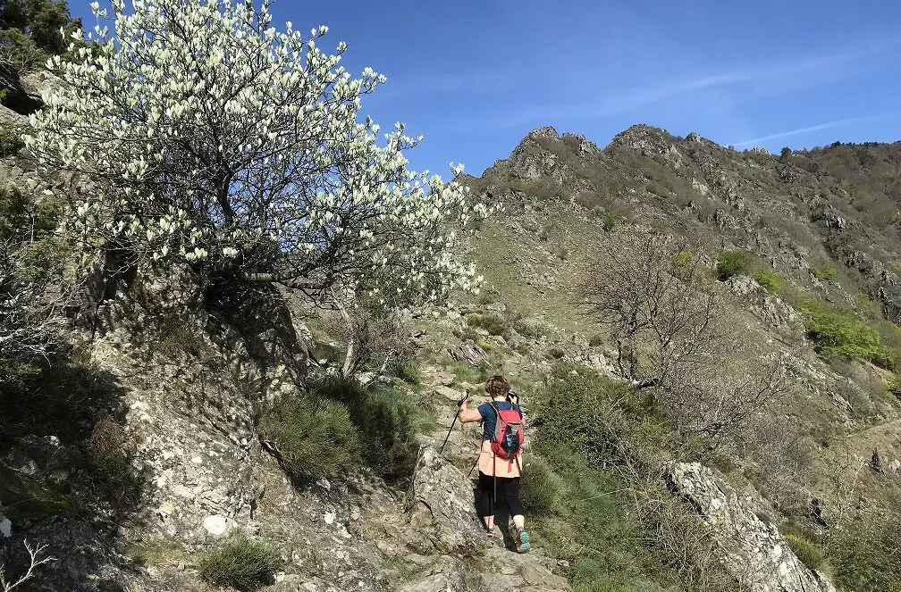 4000 marches de Valleraugue au Mont-Aigoual