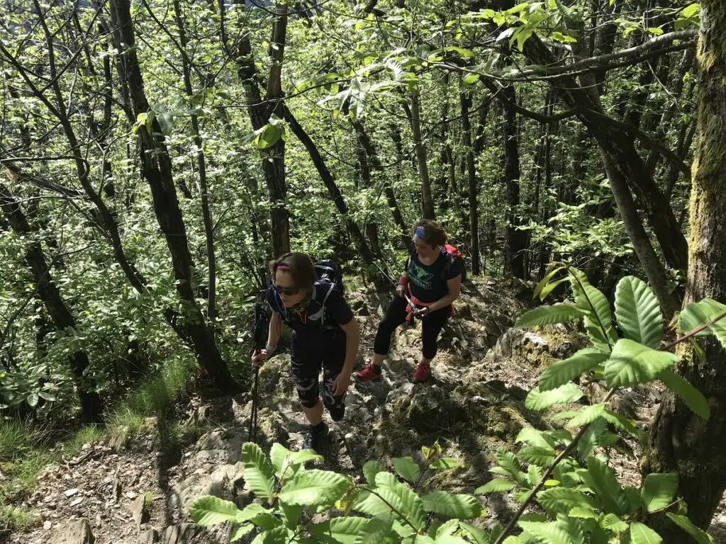 alternance de paysage sous les arbres des 4000 marches en direction du Mont aigoual