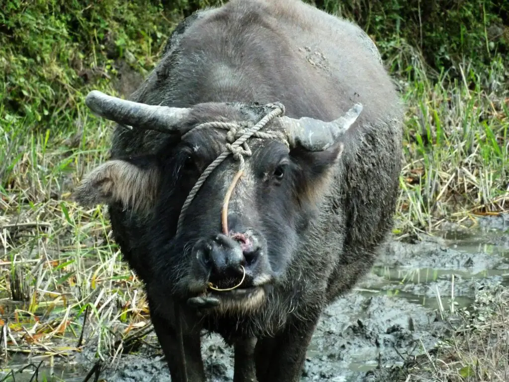 Buffle dans la province de Banaue aux Philippines