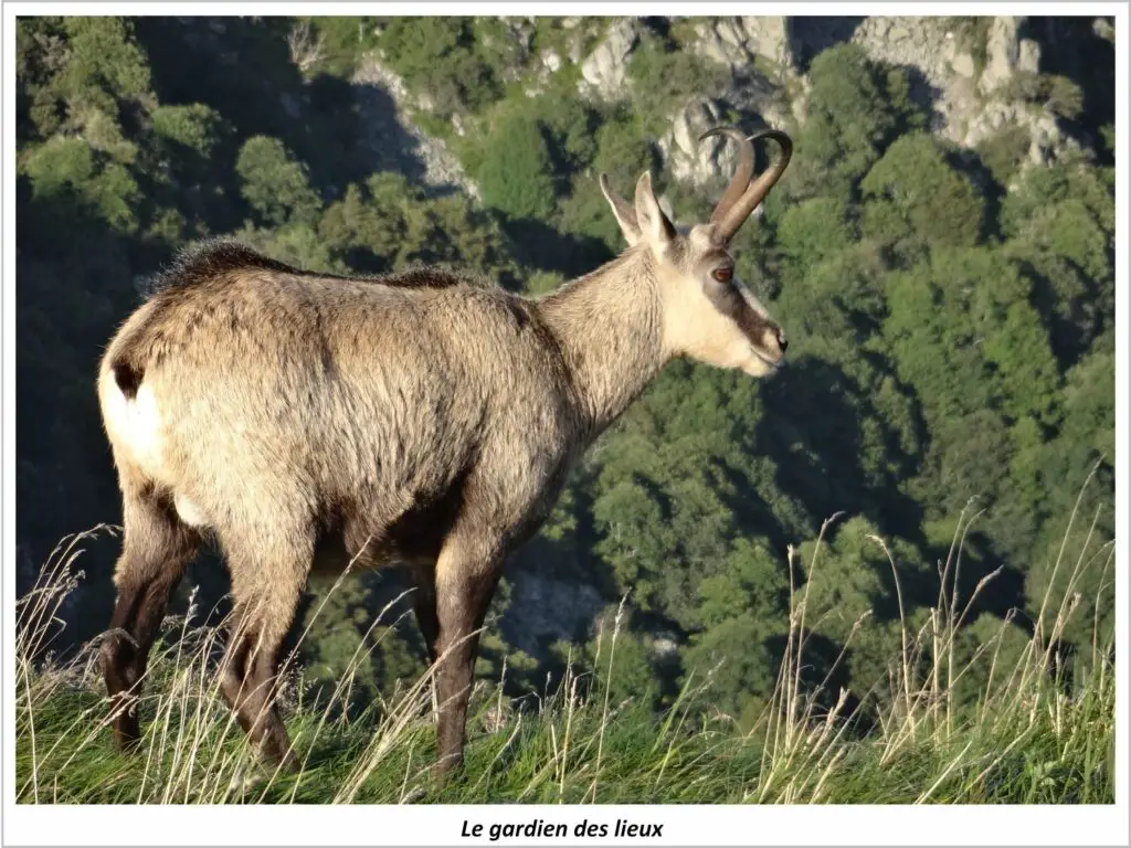 Chamois photographié sur l'arête des Spitzkoepfe dans les Vosges