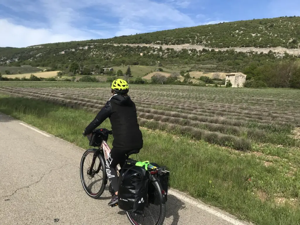 En direction des gorges de la Nesque avec champ de lavandes avant floraison