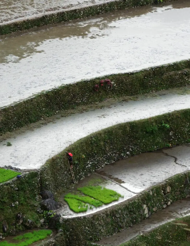 Entretien des terrasses aux Philippines