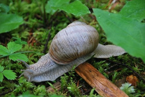 escargot