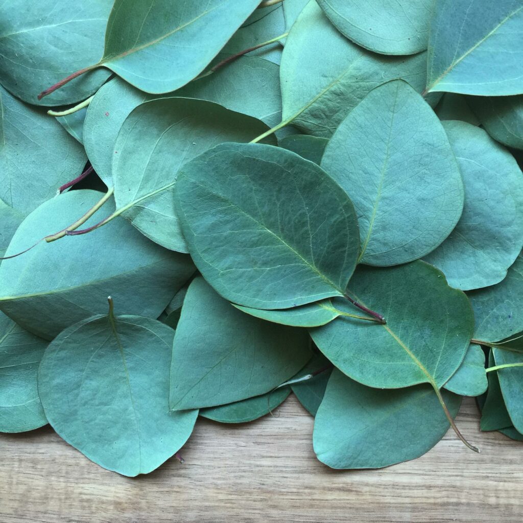 feuille d'eucalyptus