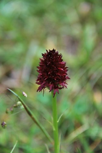 fleur sur la via alpina