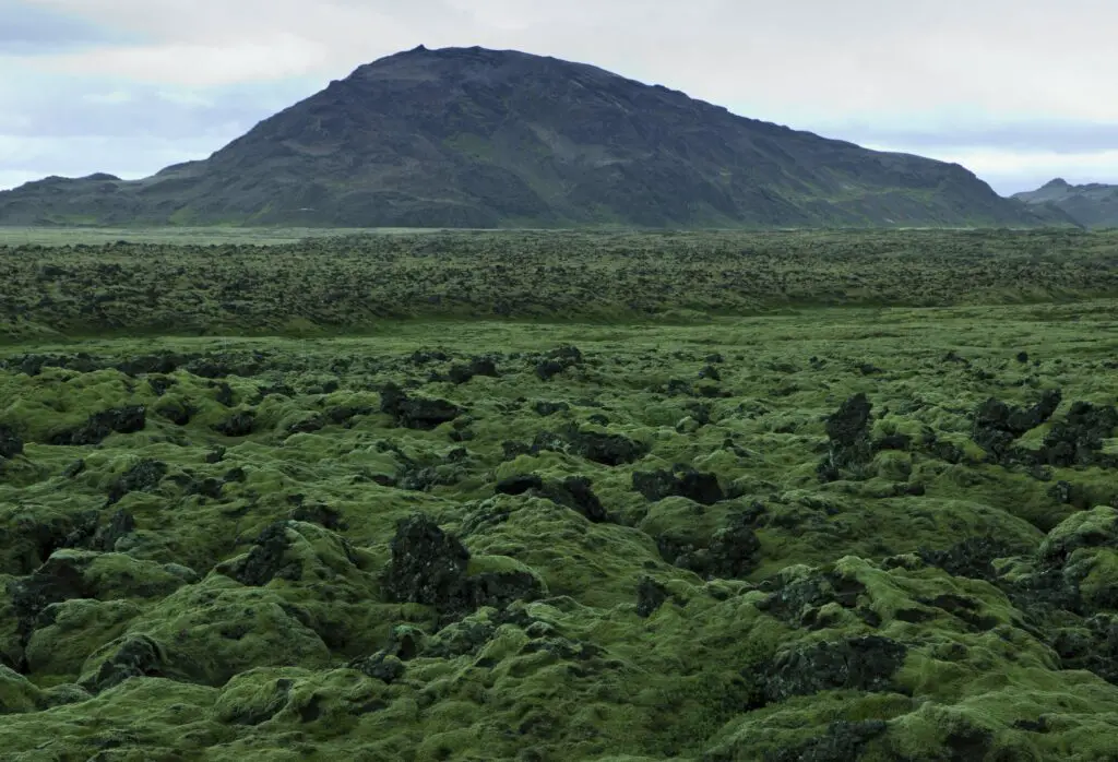 Champ de lave lors de notre randonnée en Islande