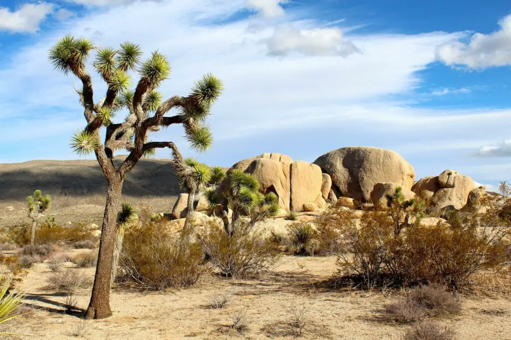 Joshua Tree aux Etats-Unis