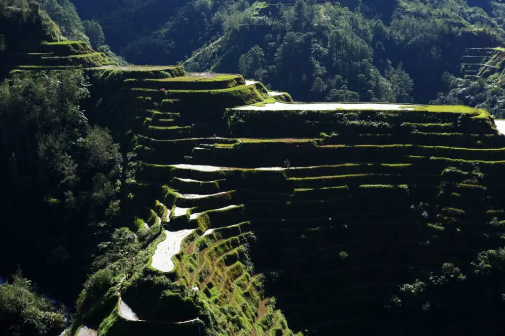 Les rizières en terrasse des Phillipines