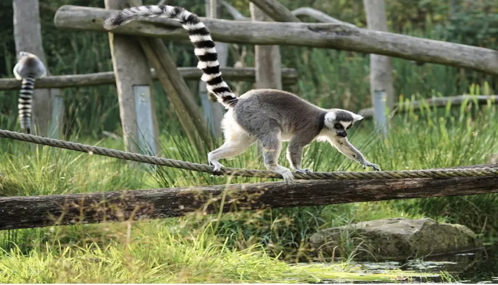 Madagasgar, destination unique pour vos voyages en septembre