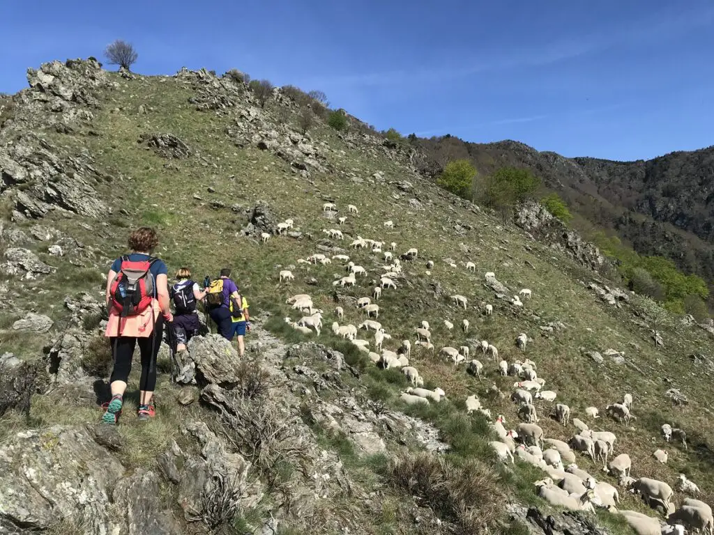 marche à l'écart du troupeau de moutons sous la vigilance du Patou dans les cévennes