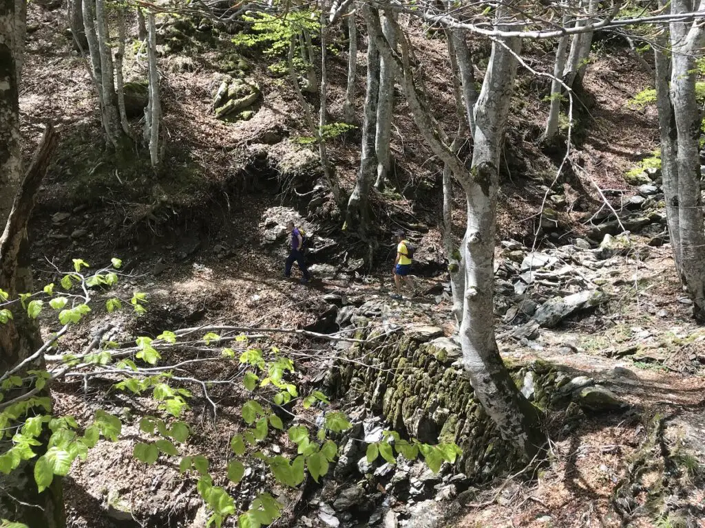 marche dans les sous bois dans le jardin des cévennes en redescendant de l'aigoual