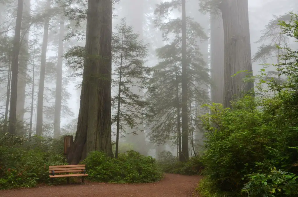 Parc national de Sequoia aux Etats-Unis