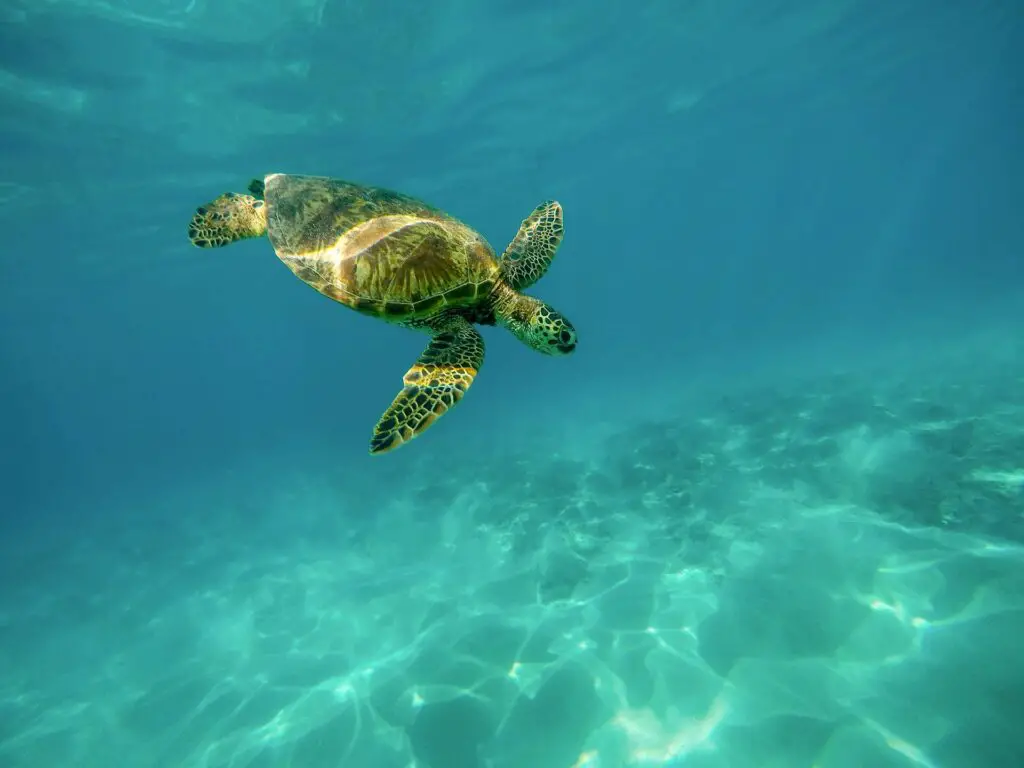 Plongée sous marine états-unis