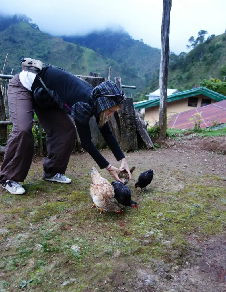 Poulets dans le village de Pula aux Philippines 