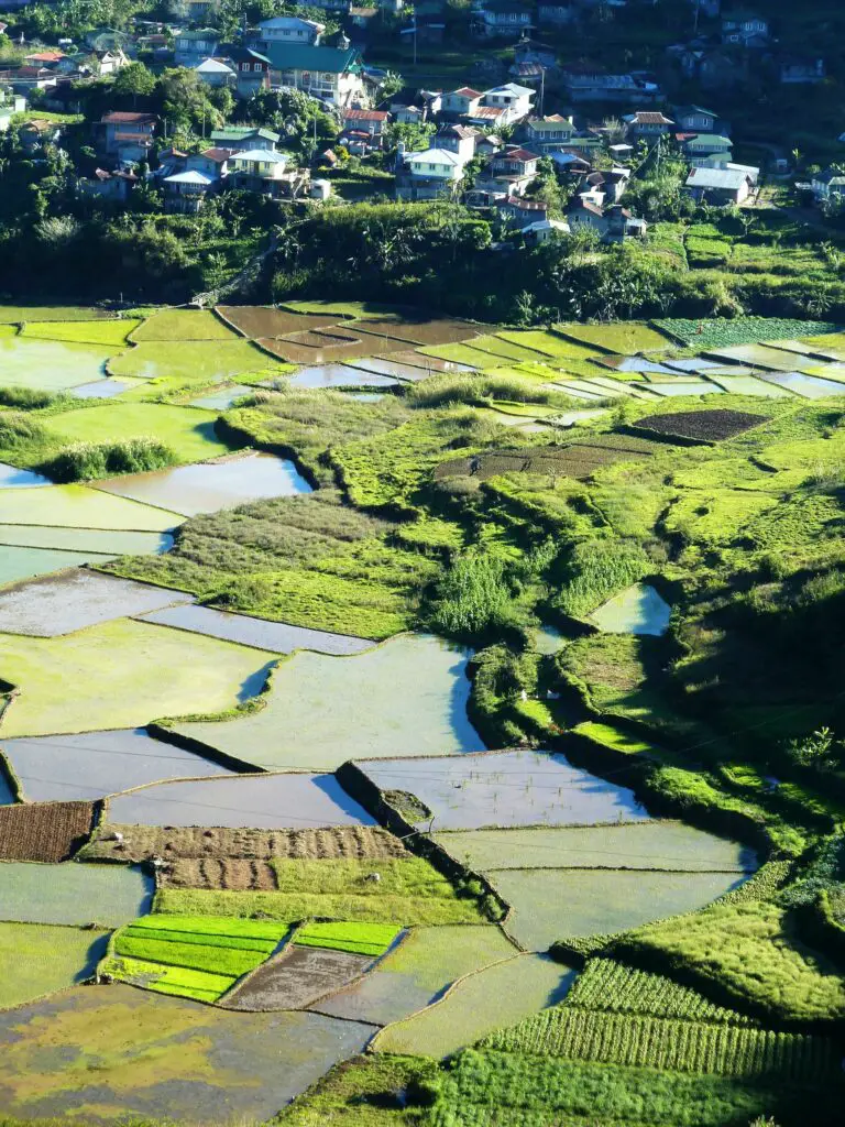 Rizières fluo dans la plaine de Sagada aux Philippines