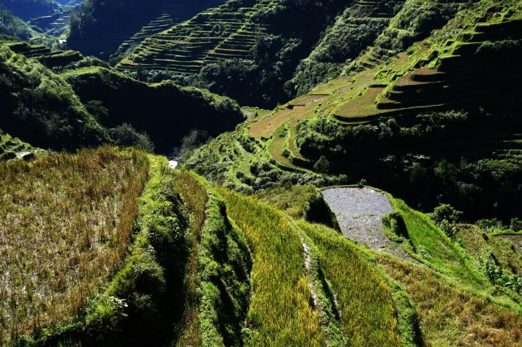 Rizières sur l'île de Luzon aux Philippines