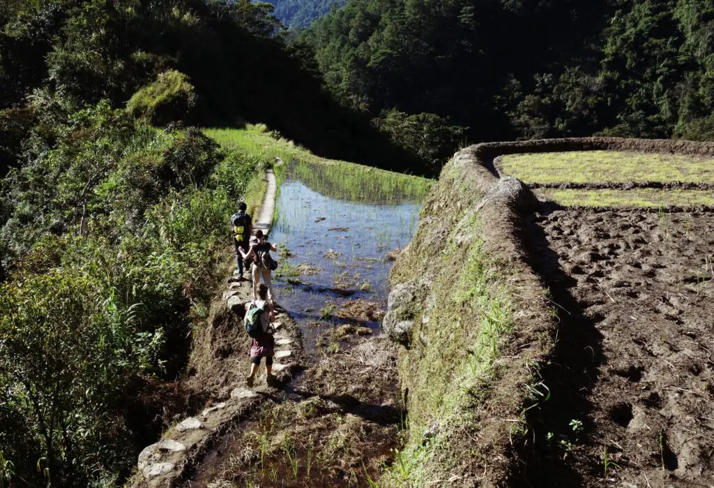 Marche parmi les rizières pendant un trek aux Philippines