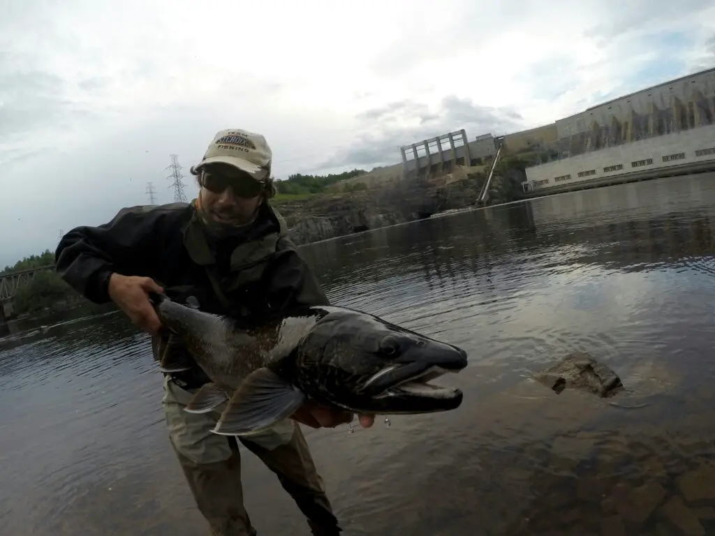 Truite grise ou touladi pêche à la mouche