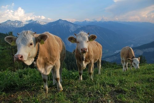 vaches sur la via alpina