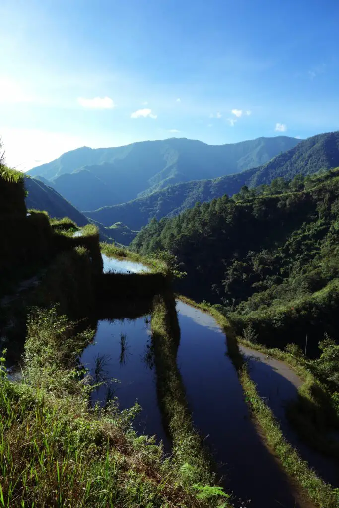 Vue d'une rizière aux Philippines