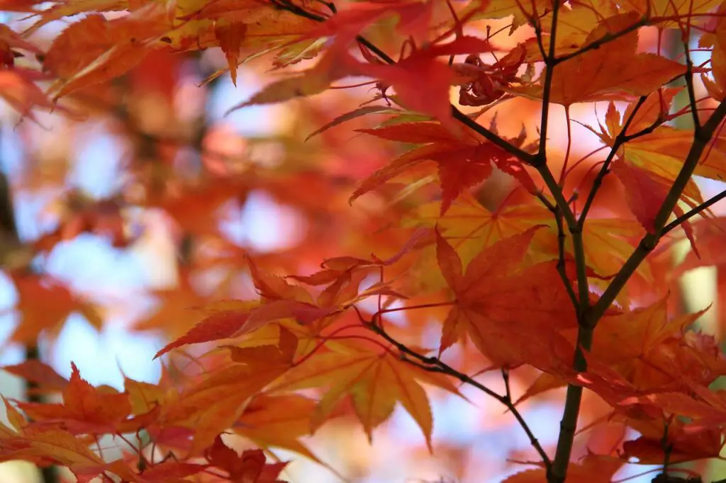 Automne lors d'un voyage au canada