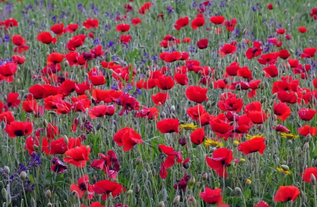 champs de coquelicots en italie