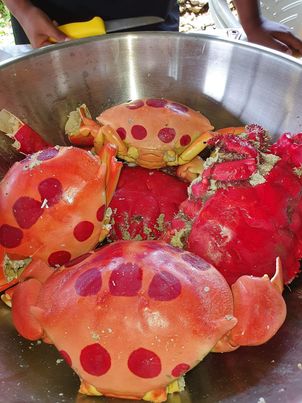 Crabe de cocotier, spécialité culinaire de Nouvelle-Calédonie