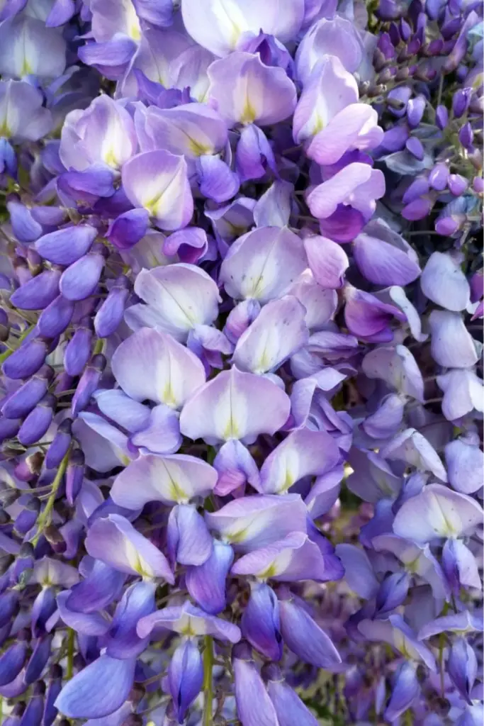 Glycine lors de la traversée de la Toscane en vélo