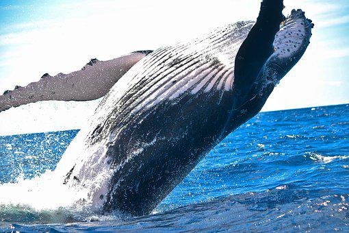 Observez les baleines à tadoussac