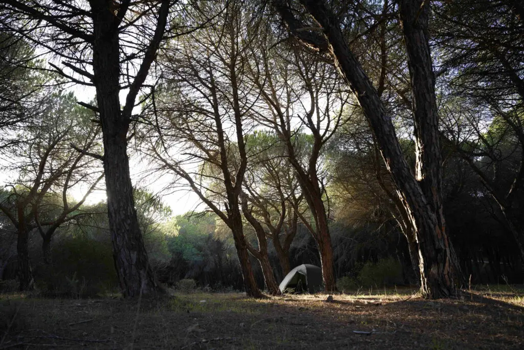 Dans les forêts du Portugal