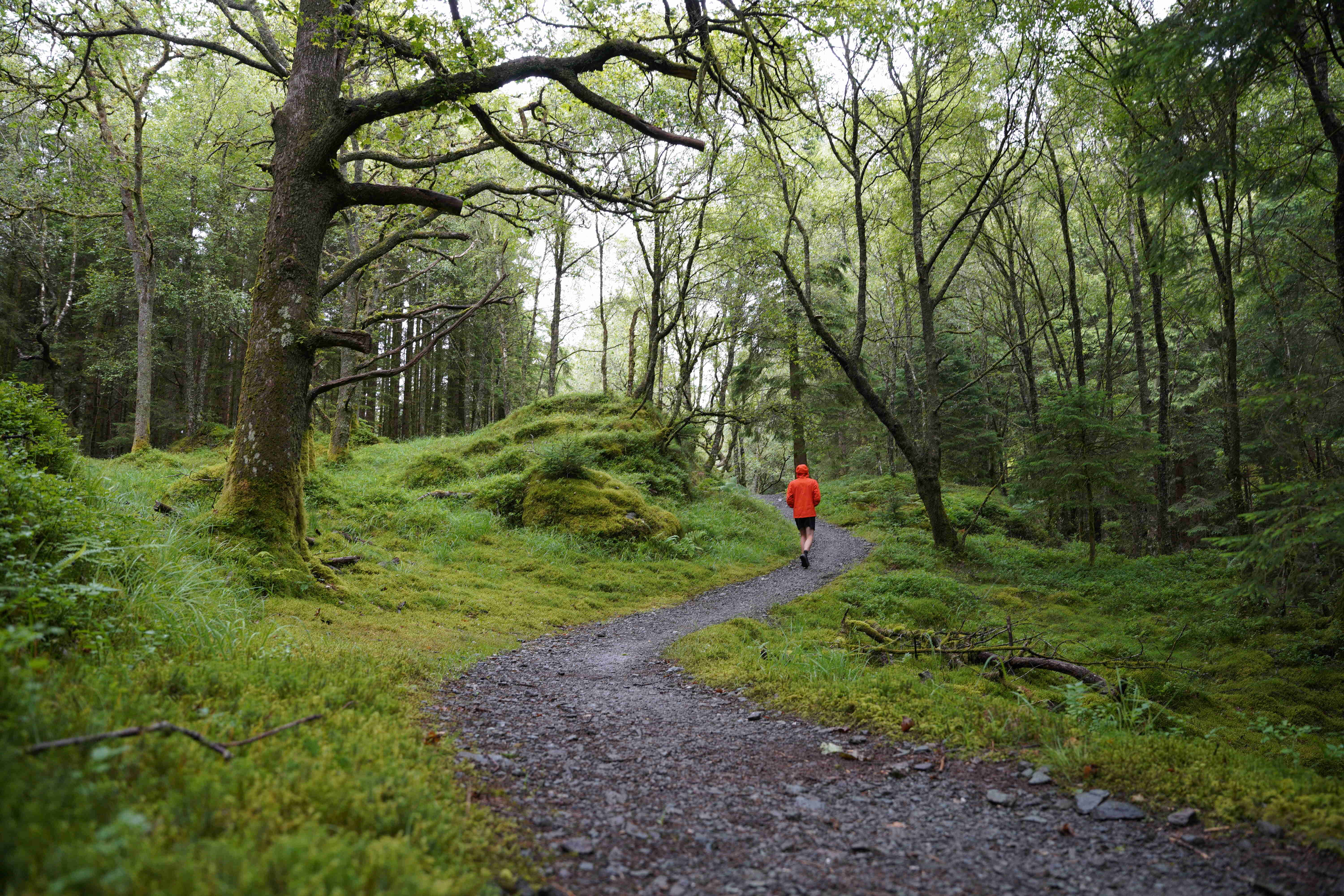 Dans les forêts écossaises avec la Face aux midges sur la West Highland Way avec la veste Helly Hansen Odin