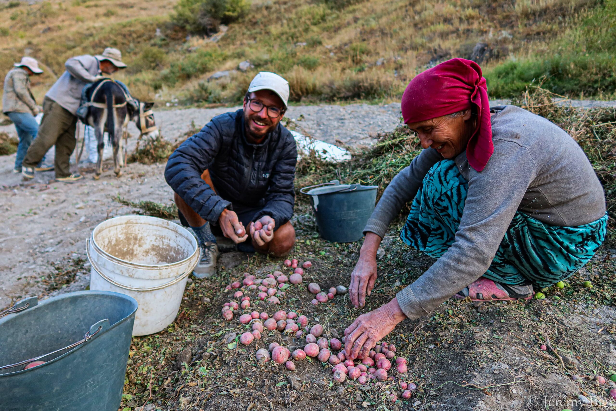 Recolte des pommes de terre dans la vallée de Yaghnob.