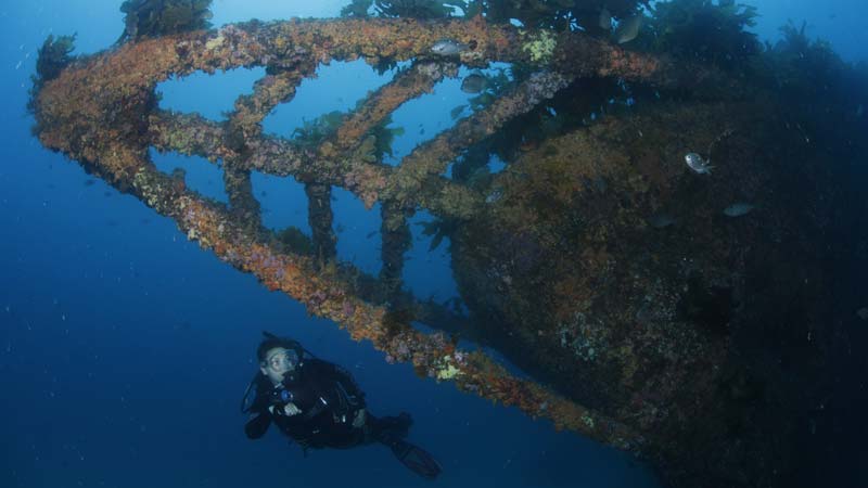 Une activité outdoor en Nouvelle Zélande originale : plonger et voir l’épave du Rainbow Warrior !