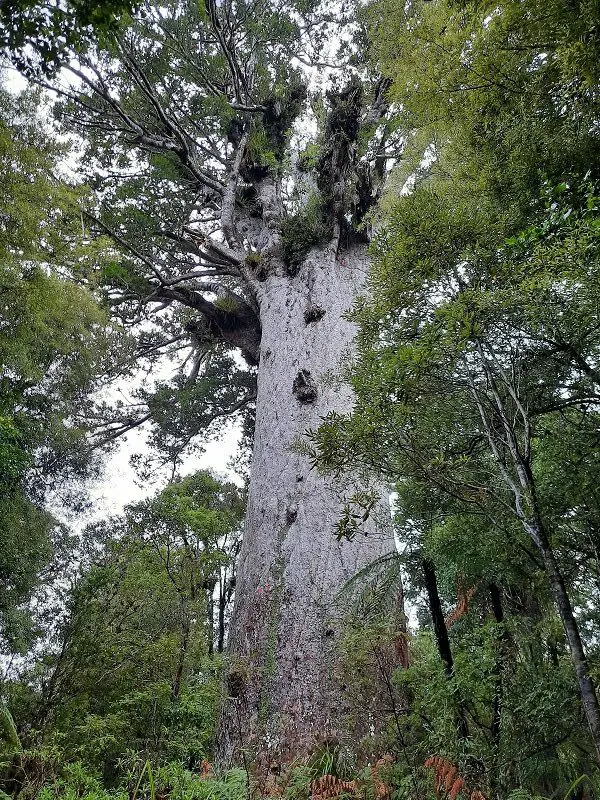 Tane Mahuta arbre millénaire sacré en Nouvelle Zélande