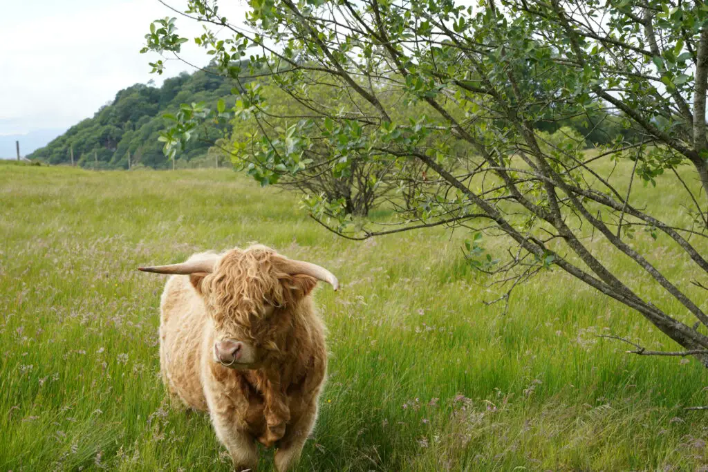 Vache écossaise