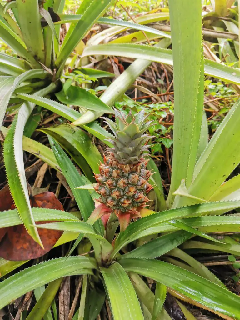 Pineapple_The most beautiful hikes in Tahiti