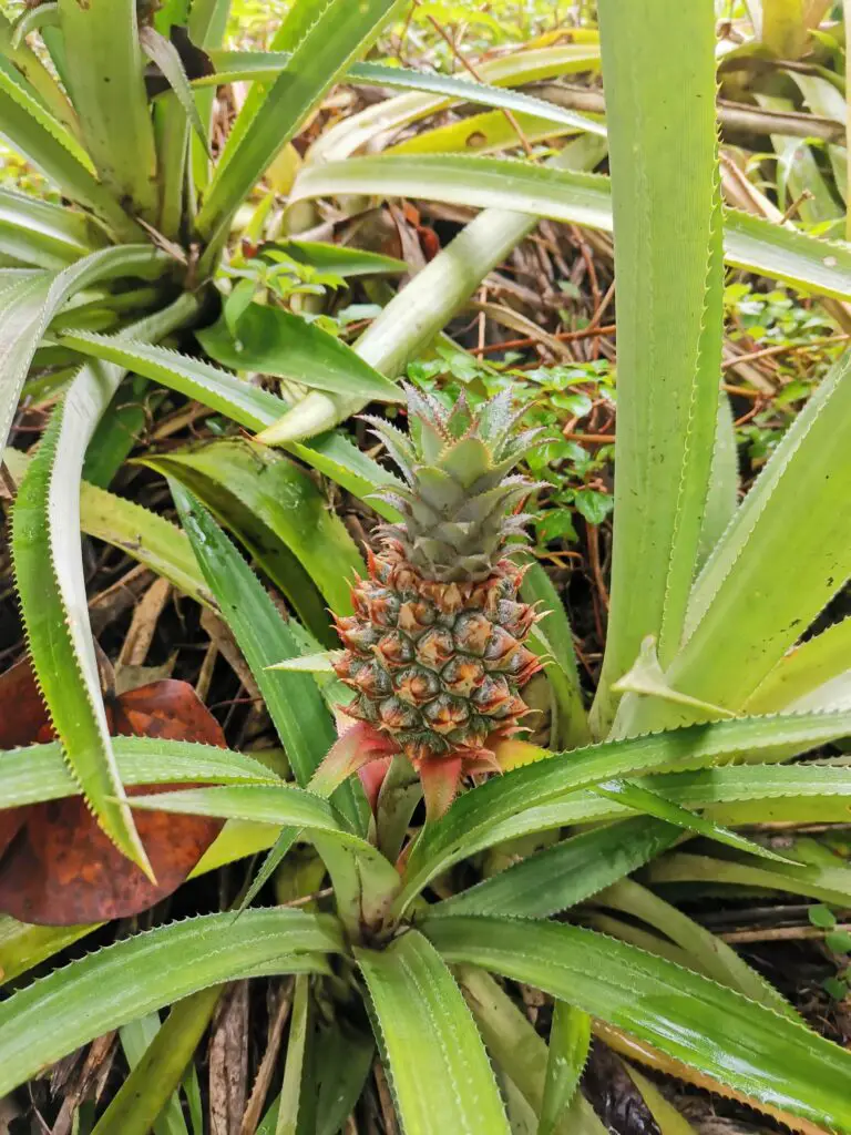 Ananas_Les plus belles randonnées de Tahiti