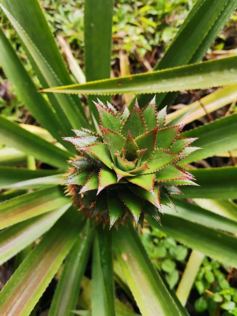 Ananas Tahiti randonnée