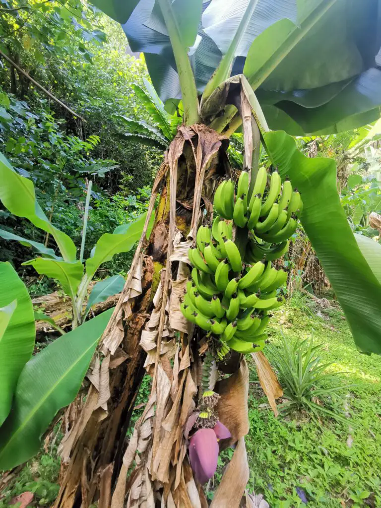 Banana tree_Hike_Tahiti