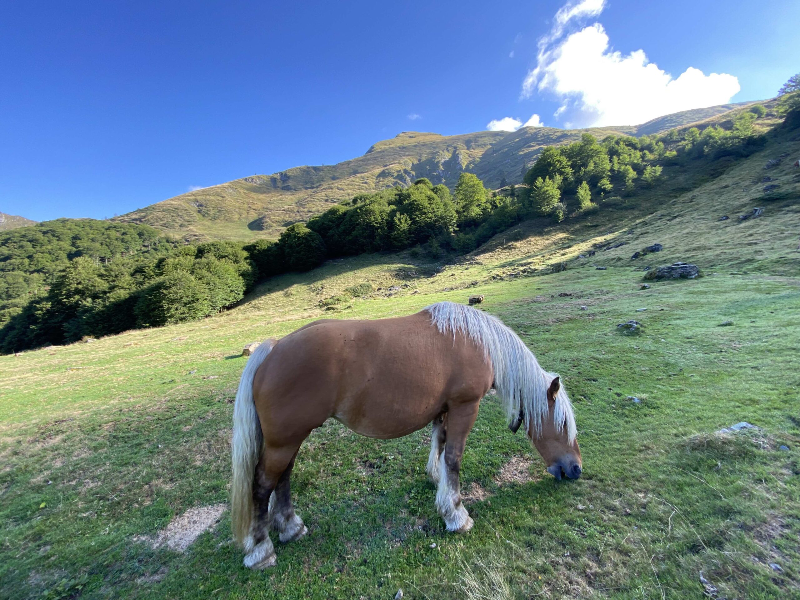 Cheval rencontré sur le sentier du refuge de Bassies