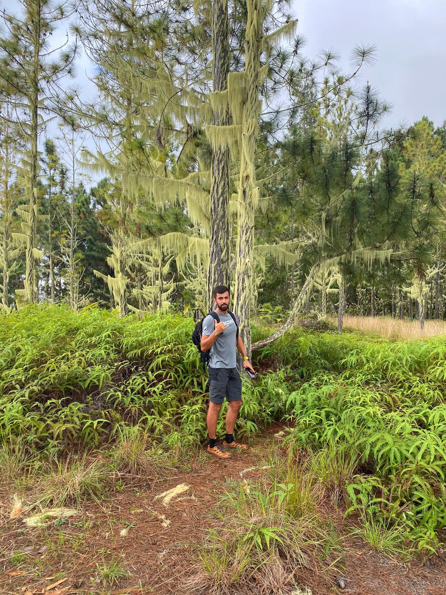 In the pines of the Caribbean_Hiking Pic Vert_Tahiti