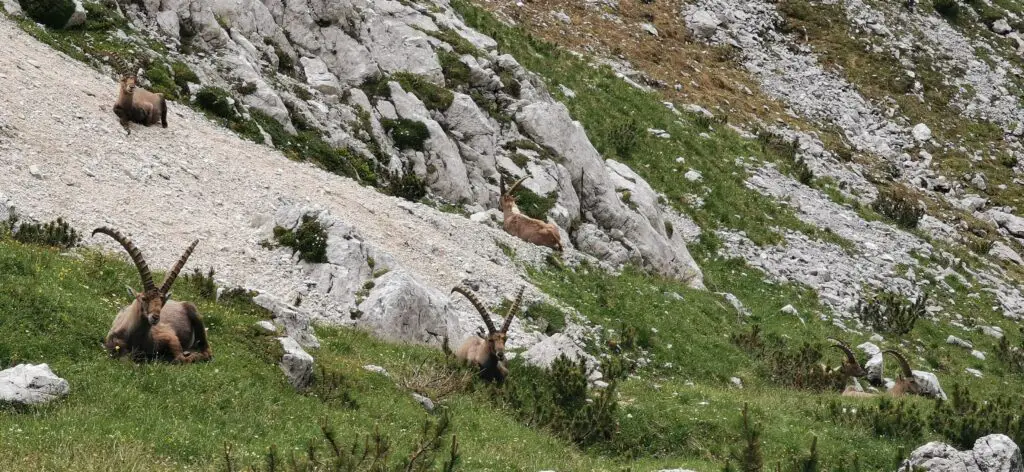 rifugio galassi bouquetins