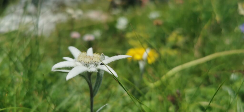 fleurs randonnée dans les dolomites