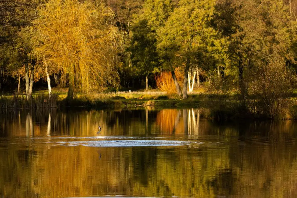 jolie truite au dessus de l'eau à l'éphémère de Bourgogne