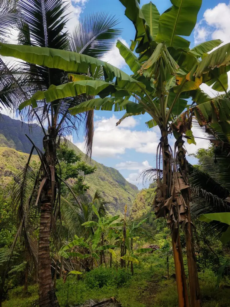 Plateau d'Orofero_Tahiti_les plus belles randonnées